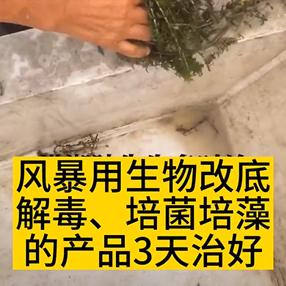 風暴速治蝦塘草掛泥發黑